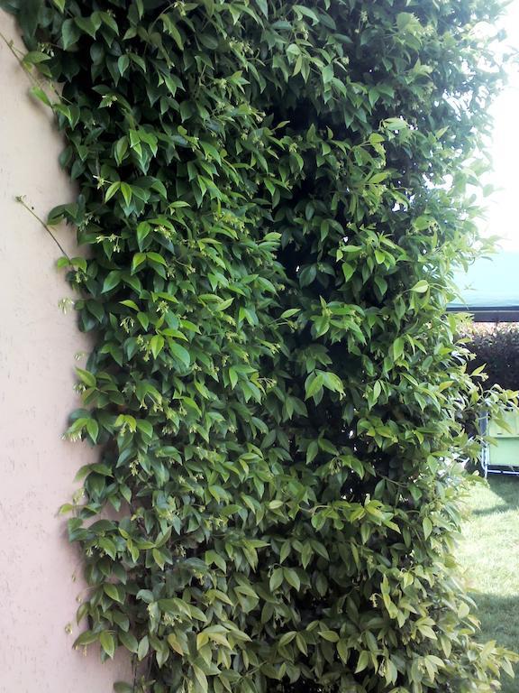 B&B il Gelsomino Martinengo Eksteriør bilde